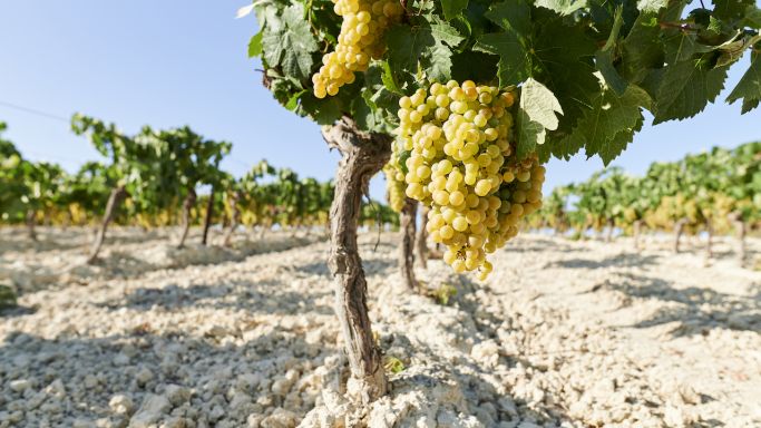 gettyimages-1331330820 albariza soils palomino grapes and vines