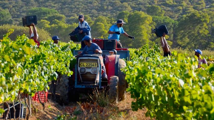 Harvesting Gamay at Karibib in the Polkadraai Hills of Stellenbosch