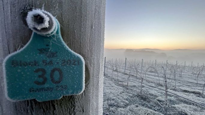 Gamay block at Lyons Will vineyard in midwinter