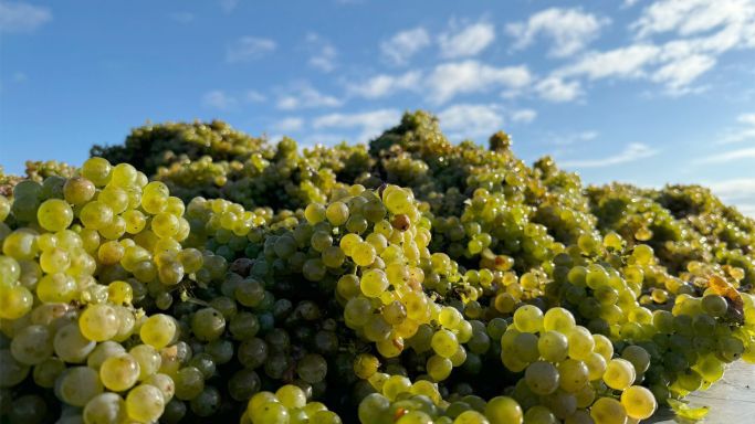 Riesling from Keller’s Shubertslay in the Mosel 2024 harvest