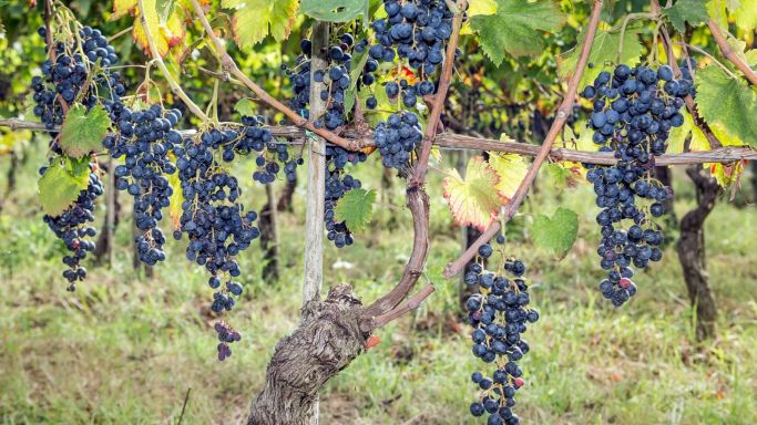 Casavecchia grapes