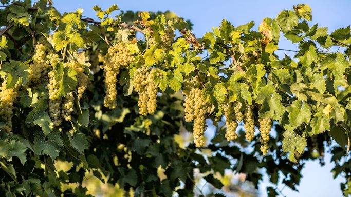 Trebbiano Spoletino vines